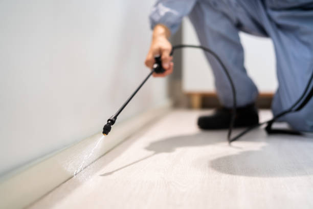 Licensed Ant Control service in Scott County County, IA - Nex Pest Control